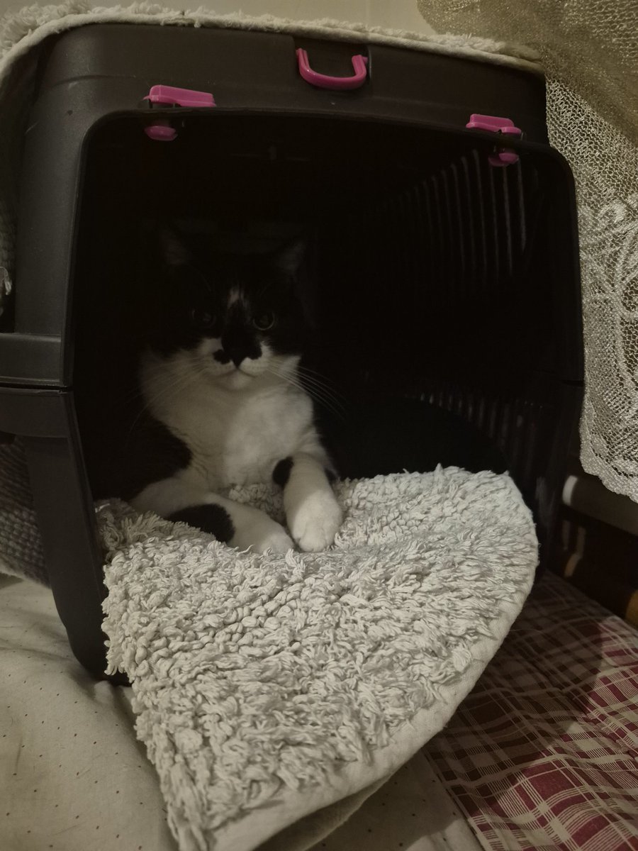 keicherri's tweet image. when she throws up we take her to the vet bc she has hypothyroadism so after she threw up 10 mins ago she directly went to her box to wait for us 😭😭😭MY SHYLAAA