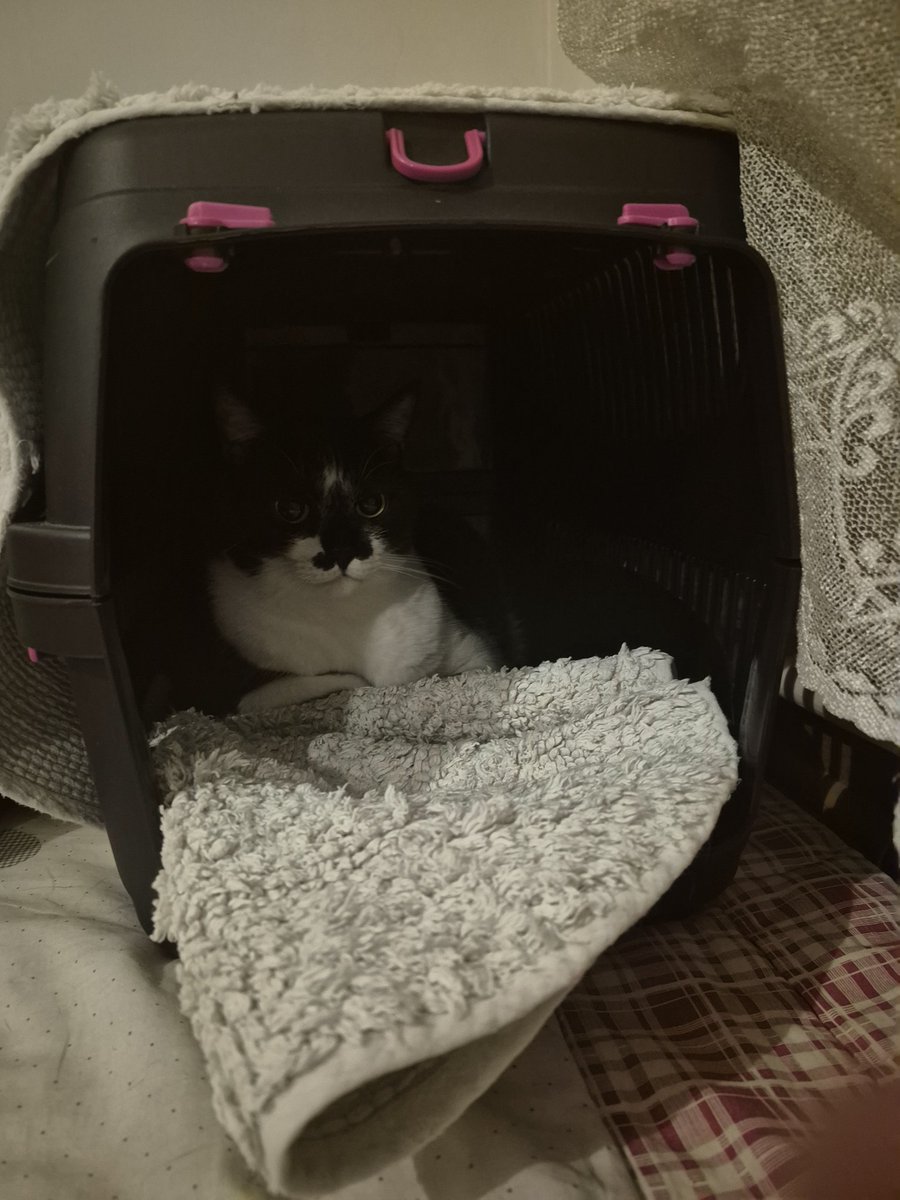 keicherri's tweet image. when she throws up we take her to the vet bc she has hypothyroadism so after she threw up 10 mins ago she directly went to her box to wait for us 😭😭😭MY SHYLAAA
