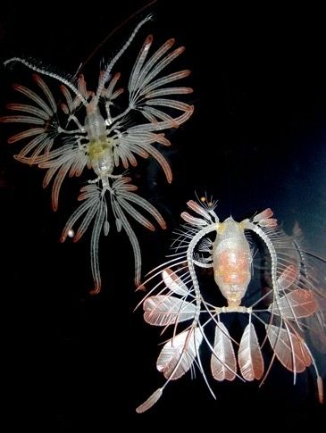 you ever learn about a new animal and your jaw just drops