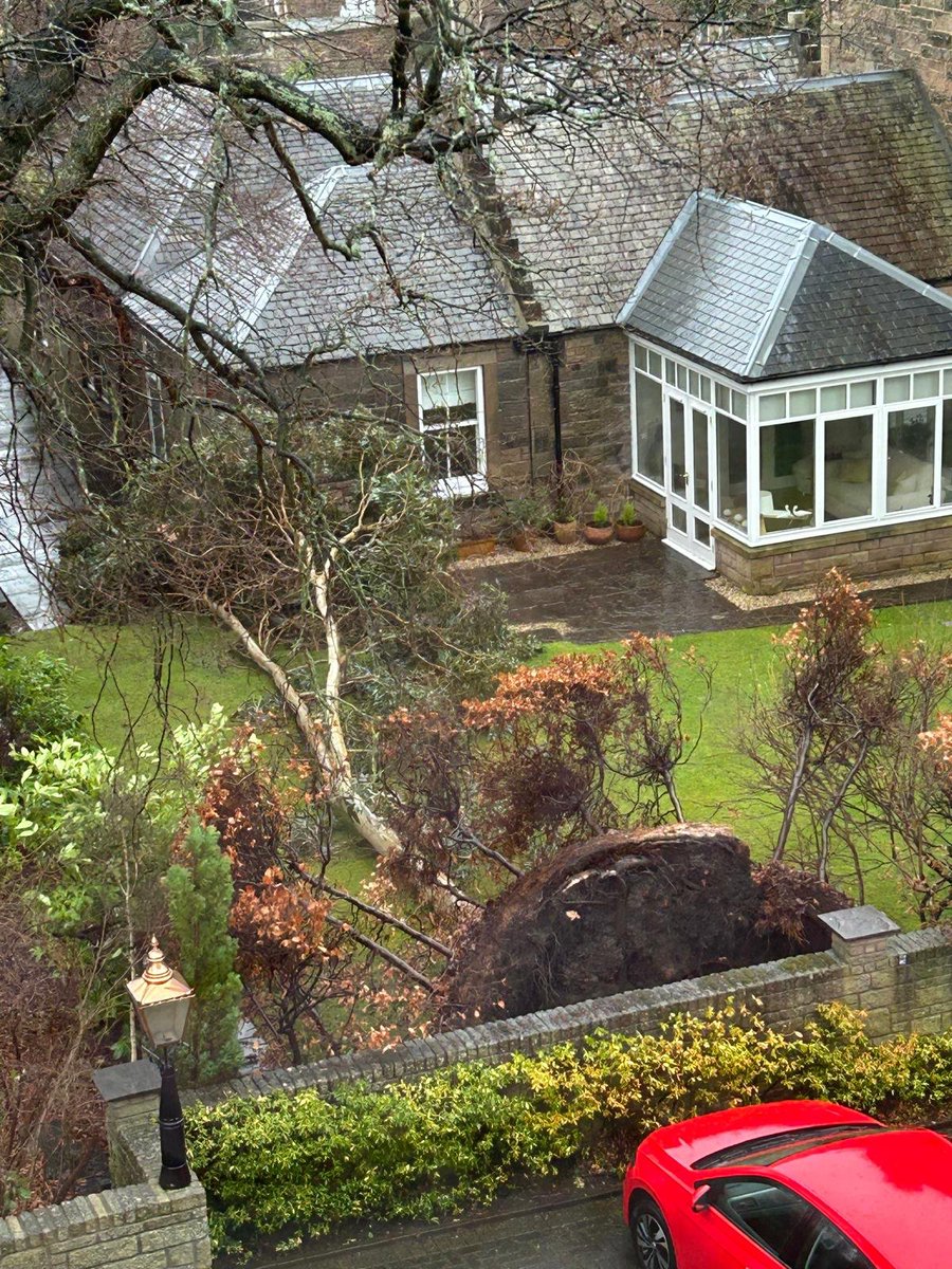 TheScottishHistorian (@scothistorian) on Twitter photo Wild up here in a Murrayfield penthouse and a lucky escape for our neighbours to the east ... Eucalyptus trees don't have deep roots. Wild up here in a Murrayfield penthouse and a lucky escape for our neighbours to the east ... Eucalyptus trees don't have deep roots.