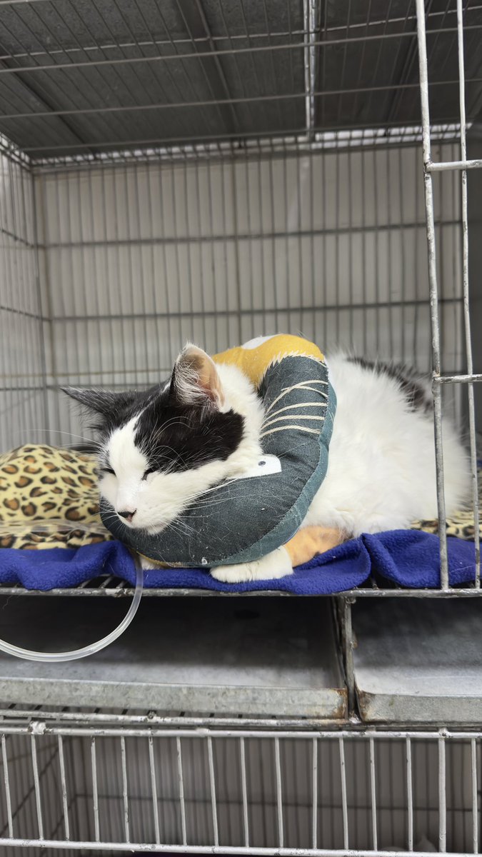 Vendo Lavavajillas nueva sin uso! 
La llegué a instalar pero no la llegué a usar. 
Precio de Lista: Gs. 5mm
Vedado por Gs. Gs. 4,3mm 
PD: Mi gatito está internado, y necesito cubrir sus gastos 🙏🏻