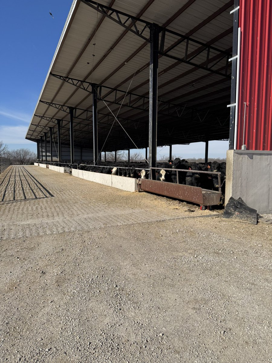 mokanjim's tweet photo. Our beef barn is absolutely amazing, Cattle love it, And performance could not be any better https://t.co/LOheI3Rt60