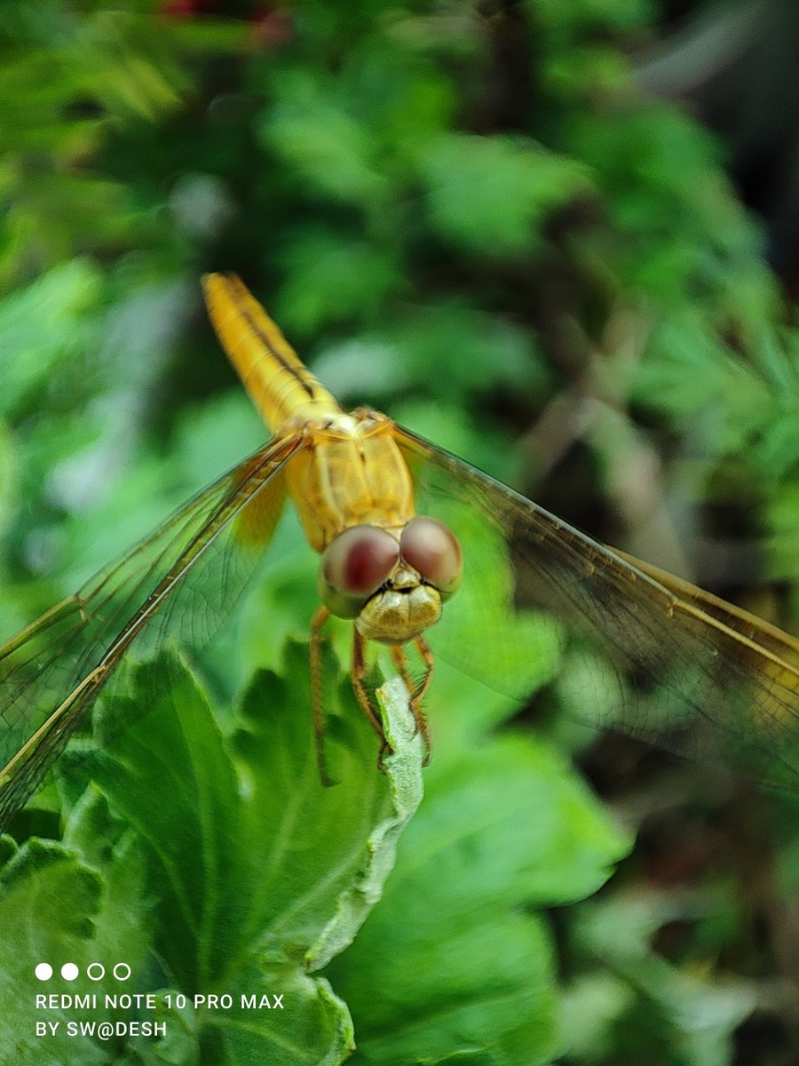 swadesh93's tweet image. "Always amazed by the sheer beauty of nature"
Shot on #RedmiNote10ProMax with it's stock 5MP tele-macro camera

Powered By the Snapdragon 732G

#ShotOnXiaomi #ShotOnSnapdragon #Xiaomi @Snapdragon @Snapdragon_IN #SnapdragonInsiders @XiaomiIndia @Xiaomi #ShotOnRedmi