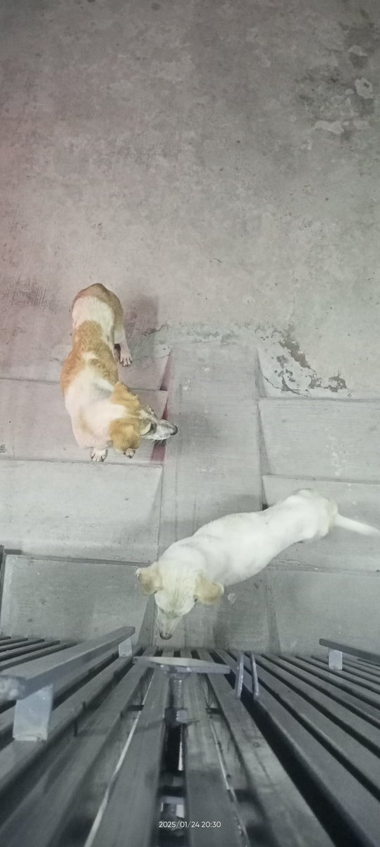 Parveenarora162's tweet photo. hmare gro m y log jyada kuj nhi sirf 1...2 roti ,biskit k liy aate h so bina mare dal diya kijiy
isse koi kami nhi aati ghar m
plz share this #PositiveVibes #partofnature #partoflife #doglovers #dogsofinstagram https://t.co/2gHILYhKLd