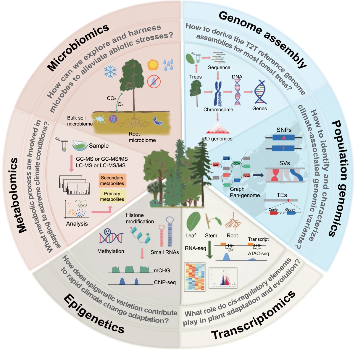 Abiotic stress in plants (Green Survivors) (@abioticstress) on Twitter photo Review by Feng et al. <a href="/JingWang368/">Jing Wang</a> <a href="/MPlantPCom/">Molecular Plant & Plant Communications</a>
Integrating #evolutionary #genomics of #forest trees to inform future #tree #breeding amid rapid #climate change
cell.com/plant-communic…
#PlantSci <a href="/sci_plant/">Plant Science</a> <a href="/yongfeng_zhou/">Yongfeng Zhou🍇🍷周永锋@yongfeng_zhou@ecoevo.social</a> <a href="/ForestryRes/">Forestry Research</a> <a href="/evol_genomics/">Evolutionary Genomics</a> <a href="/RelayJFR/">Journal of Forestry Research</a> <a href="/AgriForHelsinki/">Faculty of Agriculture and Forestry</a> Review by Feng et al. <a href="/JingWang368/">Jing Wang</a> <a href="/MPlantPCom/">Molecular Plant & Plant Communications</a>
Integrating #evolutionary #genomics of #forest trees to inform future #tree #breeding amid rapid #climate change
cell.com/plant-communic…
#PlantSci <a href="/sci_plant/">Plant Science</a> <a href="/yongfeng_zhou/">Yongfeng Zhou🍇🍷周永锋@yongfeng_zhou@ecoevo.social</a> <a href="/ForestryRes/">Forestry Research</a> <a href="/evol_genomics/">Evolutionary Genomics</a> <a href="/RelayJFR/">Journal of Forestry Research</a> <a href="/AgriForHelsinki/">Faculty of Agriculture and Forestry</a>