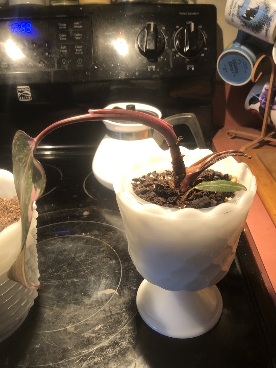 ErrorintheAbyss's tweet photo. @Shroomosaur18 @DipsumValley These are my two philodendrons, very similar growth pattern to yours https://t.co/NtPFRT0yAv