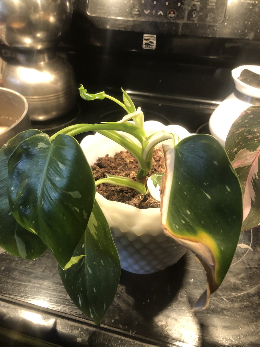 ErrorintheAbyss's tweet photo. @Shroomosaur18 @DipsumValley These are my two philodendrons, very similar growth pattern to yours https://t.co/NtPFRT0yAv