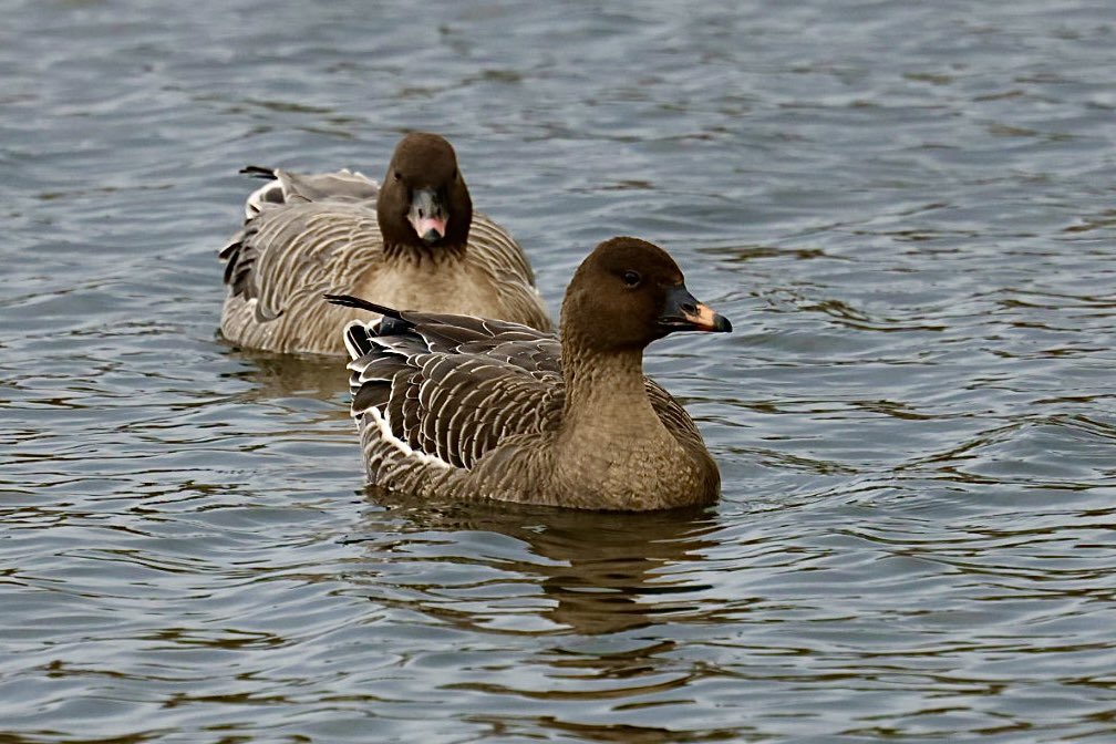 Robert_Kitchen_'s tweet photo. Tundra Bean &amp; Pink Footed geese keeping close formation on Loompit Lake @BTO_Suffolk @SuffolkBirdGrp https://t.co/WDX7pF0J9I