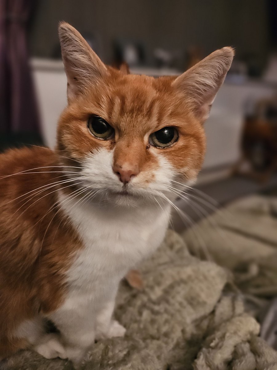 Our Ginger tweet media