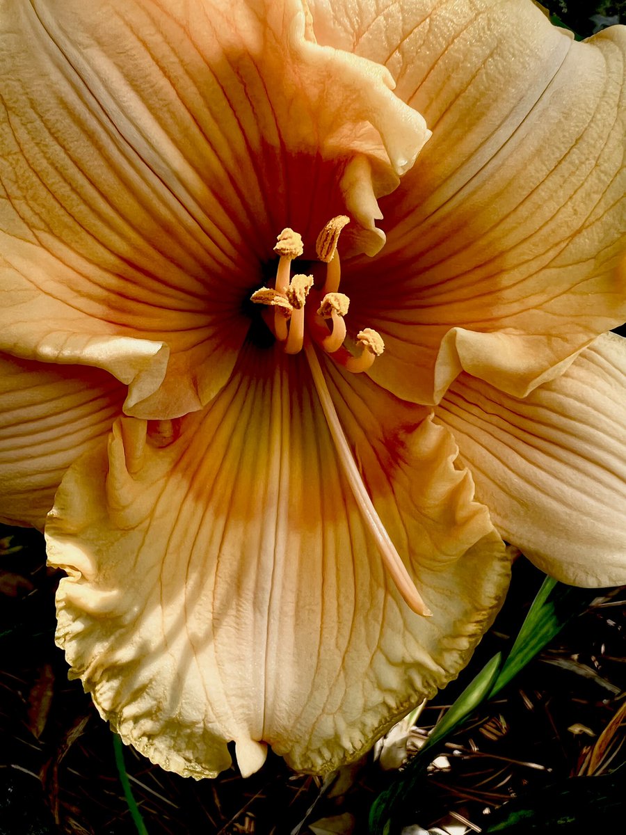 Tulip81339901's tweet photo. Morning 😘 https://t.co/0SyjpYeYM4