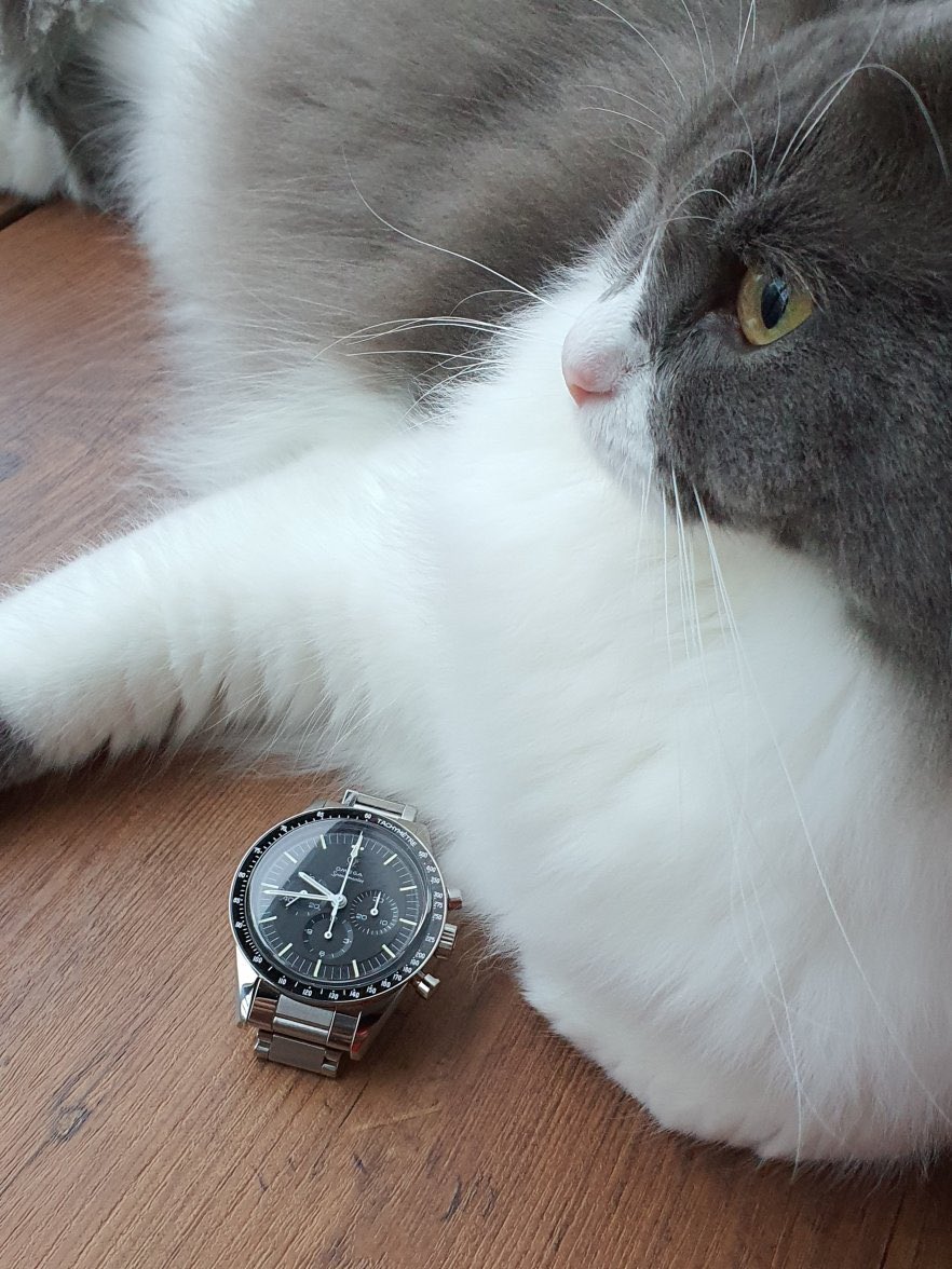 omegaforums's tweet photo. The cat approved modern #Cal321 Ed White #Omega #Speedmaster being assessed and admired by #Omegaforums Member Wylie194
https://t.co/UJBlaTm90h https://t.co/Ujl7YZsjMW