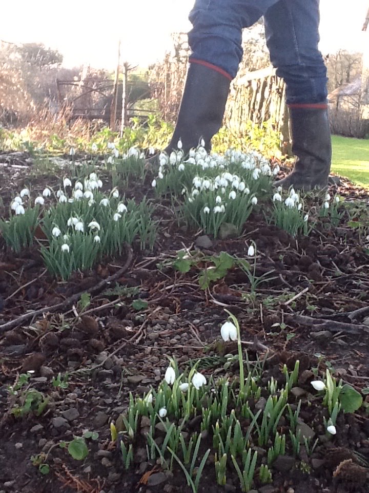 BeingBoycie's tweet photo. We had thousands of snowdrops at Wigmore and this was the time they used to push up through the frozen ground.John used to do a daily early morning walk to say hello to them https://t.co/X45U0bwviP of his favourite flowers. https://t.co/PORM5pGUv5