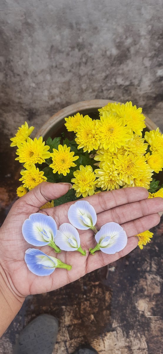 teatattler's tweet photo. Friday 🌼💙
#Chrysanthemum #Shankhpushpi #Shevanti #BluePea #Ternatea #GardenStories #UrbanLiving https://t.co/cofmxxg9ap