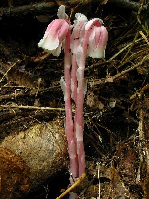 Untamedpath's tweet photo. "Delicate pink Ghost Pipes (Monotropa uniflora) emerging from the forest floor. #nature #wildflowers #ghostpipe #monotropauniflora #botany" https://t.co/nhqOSK2TbV