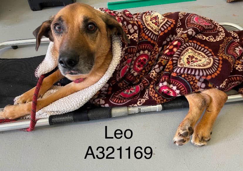 I can't believe no one seems to care about LEO!
He DESPERATELY needs OUR HELP!
Worthless owners,moved,left him behind 😭 
His little back legs are injured,open wound between hind legs, possible sexual abuse😡
PLZ #PLEDGE TO ATTRACT A RESCUE that will care for him.
#CorpusChristi