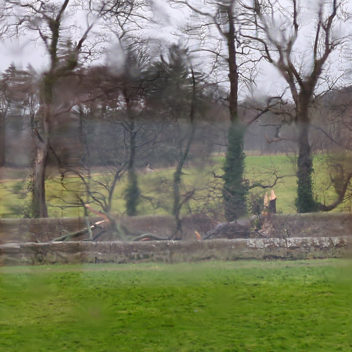 aveenpingu's tweet photo. @edintravel tree down from drum onto old Dalkeith road at danderhall https://t.co/44FdChGKOS