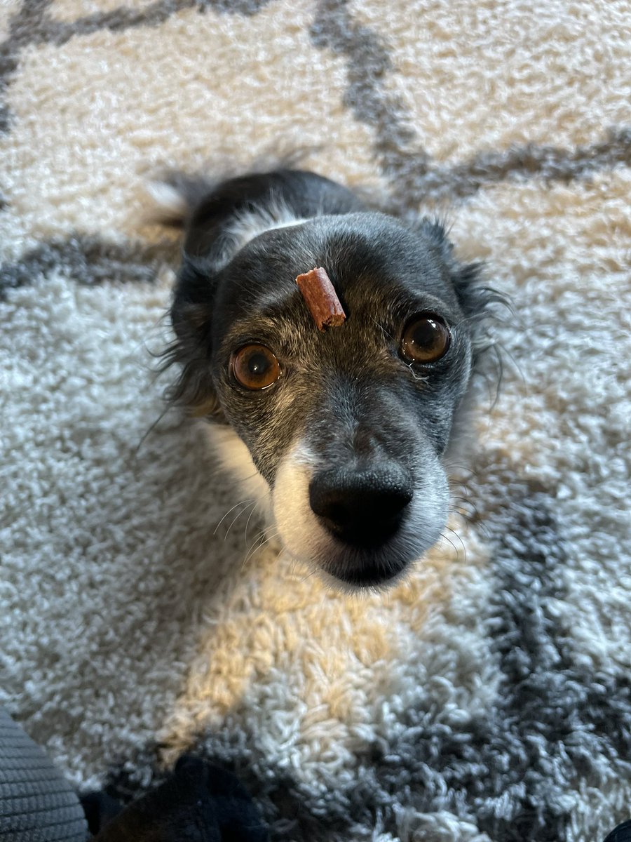 A tutorial of Getting a Treato.

A) Normal Pose - Result? No treato
2) Radar ears - Results?  No treato.
&amp;) Imitating a water puppy? Ding ding ding! Treato!

Thanks for coming to mine Odie Talk

#YoureWelcome

#dogs #dogsoftwitter #dogsofx