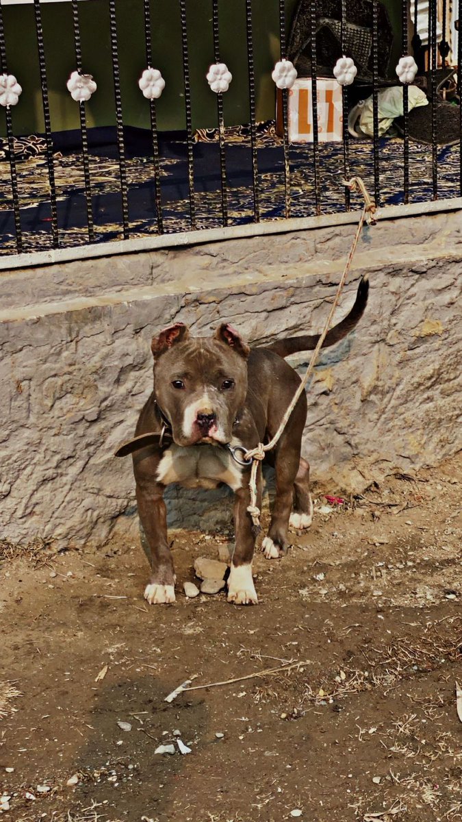 AidKashmir's tweet photo. This 1.5 yr old pitbull is up for adoption at Kashmir. He has been rescued from an animal abuser who used to provoke him for dog fights. He is an extremely friendly baby and is looking for a genuine home , please help us in finding a genuine adopter for him outside Kashmir. https://t.co/JF6oGMjYfk