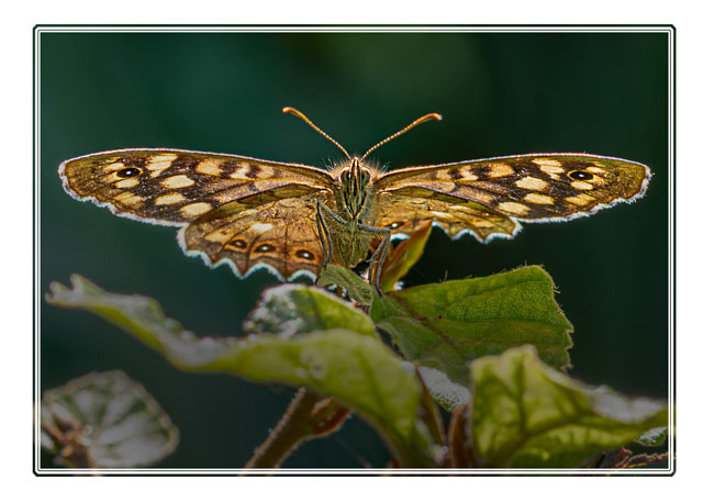 photos_dsmith's tweet photo. A #speckled #wood #butterfly shot using @UKNikon in a south #Manchester park. This #beautiful #insect was warming in the #summer #sun. #wildlifephotography #macrophotography. Shot by a #local #photography #business. #AnimalLovers see more at https://t.co/VilcfnO0ps https://t.co/wotgFDsULC