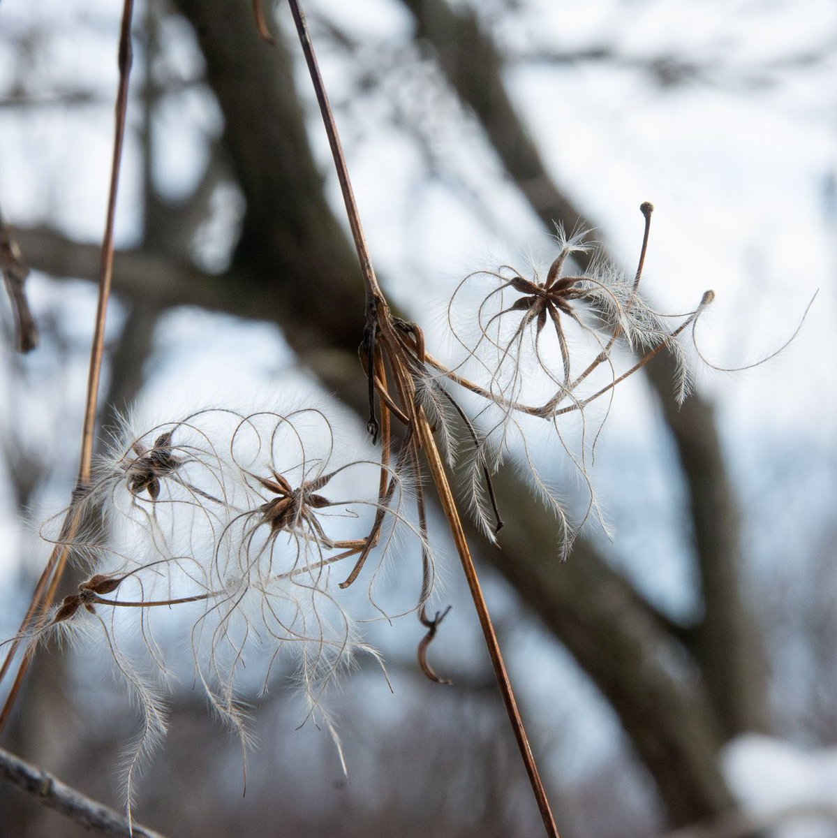 Land Conservancy of West Michigan tweet media