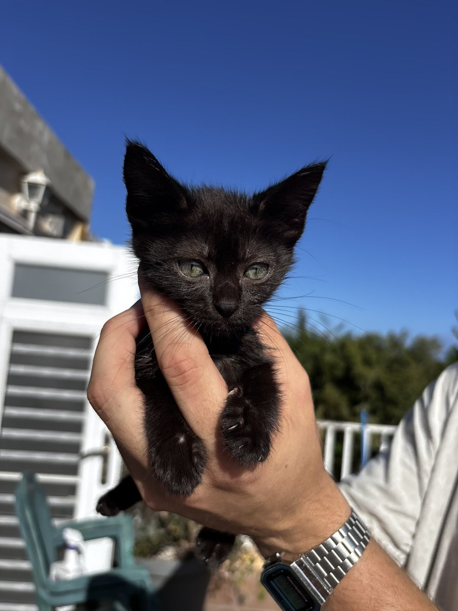 Tres gatitos fueron abandonados en el área de Humacao y no nos podemos hacer cargo. Están desparasitados. El primer gatito es nene y las otras dos son nenas. Son bien cariñosos y juguetones. Cualquier información pueden escribirme al (787) 685-9605