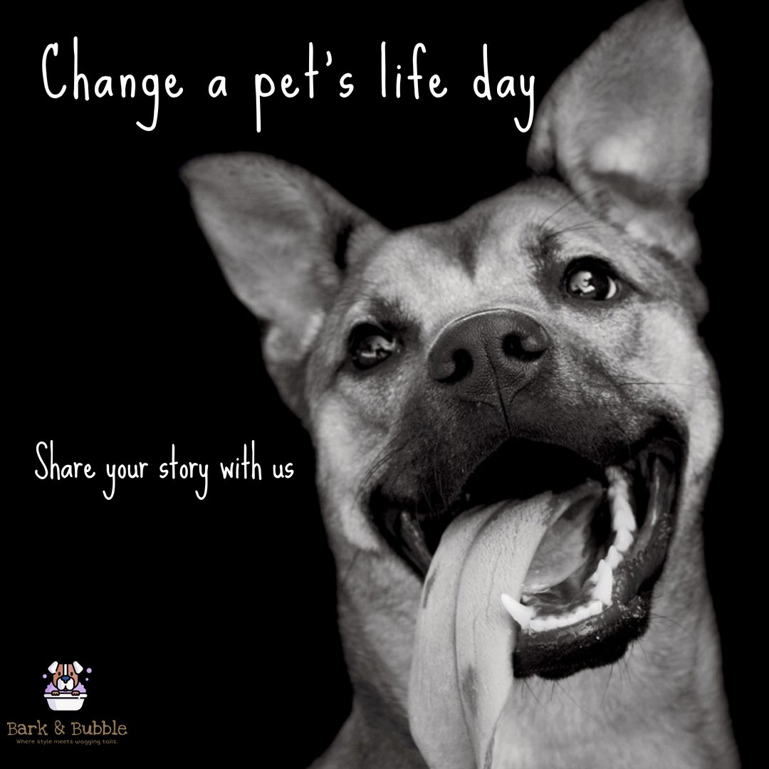 BarknBubble (@bark_n_bubble) on Twitter photo 