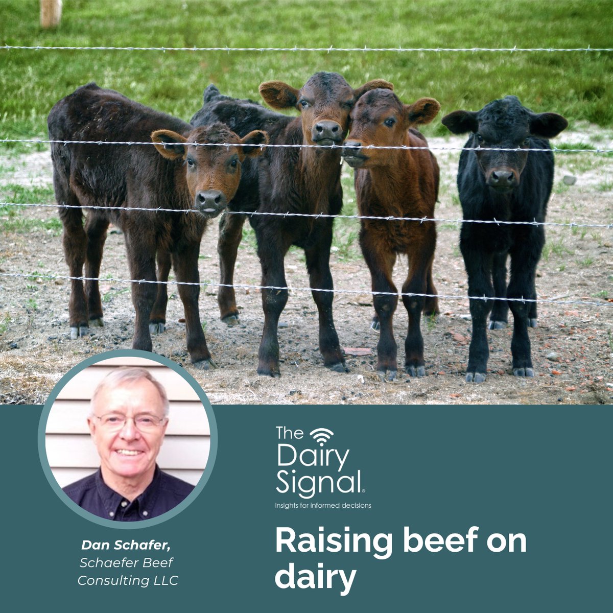Explore the opportunities and strategies for raising beef on dairy farms with Dan Schaefer of Schaefer Beef Consulting. Tune into The Dairy Signal for practical recommendations on managing these cattle from calf to carcass and maximizing their value >>> ow.ly/bQpo50UJv1C