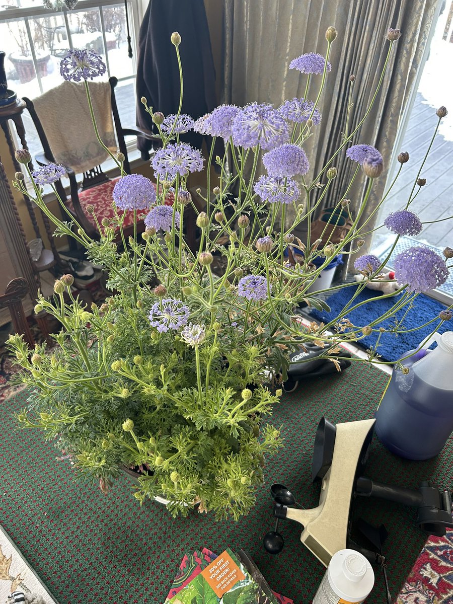 IzzyViv's tweet photo. A pot of beautiful Didiscus on a freezing cold morning! Only 2 months till spring https://t.co/jhsdjhORwN