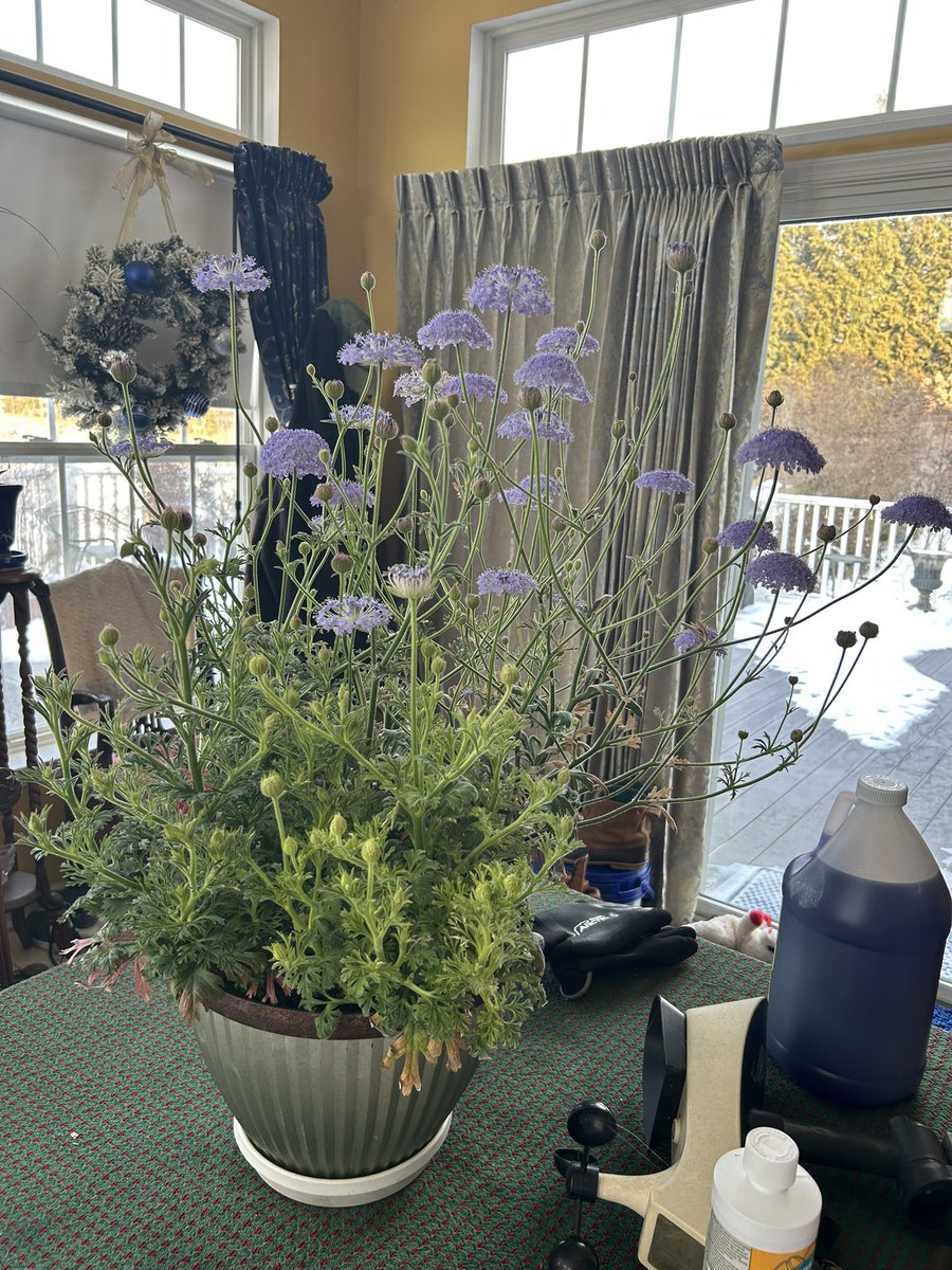 IzzyViv's tweet photo. A pot of beautiful Didiscus on a freezing cold morning! Only 2 months till spring https://t.co/jhsdjhORwN