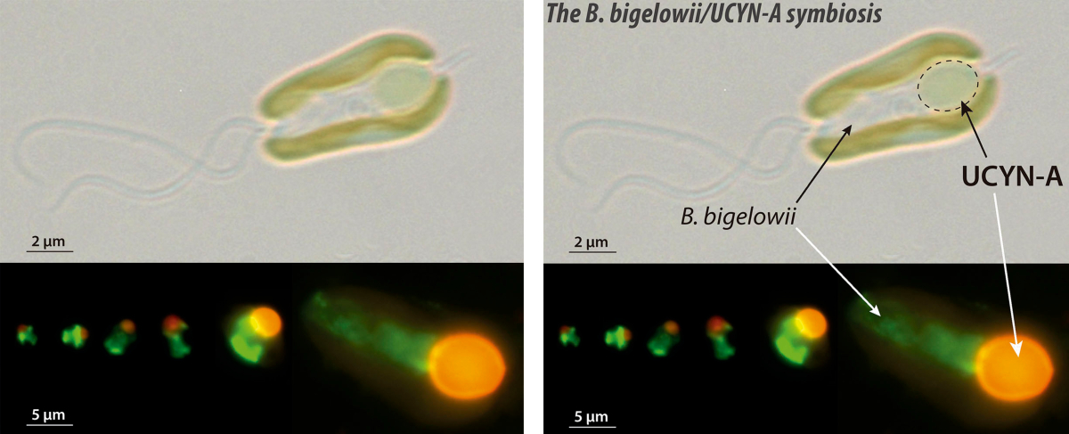 ICMCSIC's tweet image. 🔴I #ICMNEWS I🔴

🎉Francisco Cornejo’s research, recognised as one of the major scientific milestones of 2024. @EMM_Barcelona

🔬 @NatureEcoEvo has featured his research on symbiosis and cell evolution in its ‘Year in Review’ section. Congrats!🥳

+ info: icm.csic.es/en/news/franci…