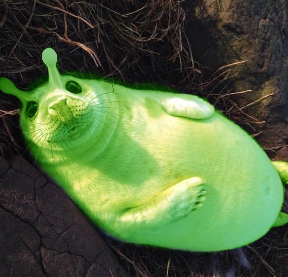 ☄. *. ⋆ Beau 🦭🛸 tweet media