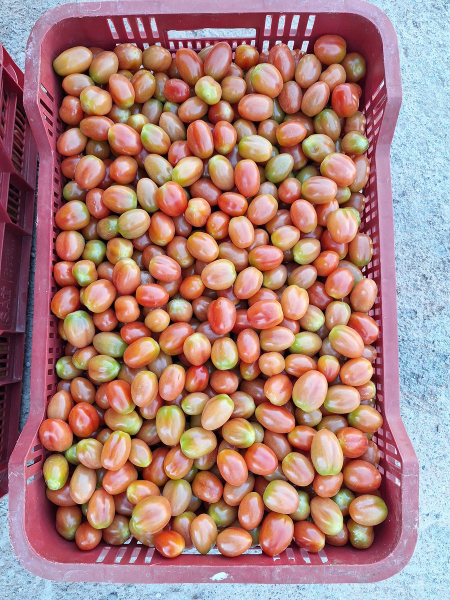 Está demostrado que aplicar ProAct®aa, de Plant Health Care, otorga beneficios. Es el  caso de este cultivo de Tomate Cherry Pera en la costa de Granada  que con ProAct®aa ha conseguido una planta fuerte, tolerancia a estrés, un cuajado uniforme de frutos y una mayor producción.