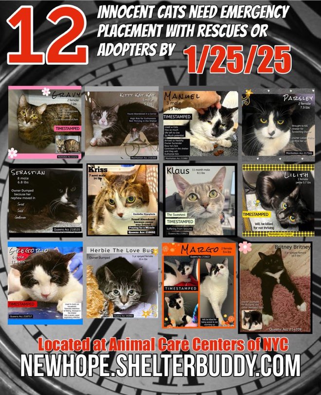 🆘🆘THE  12 POOR CATS BELOW ARE ALL AT RISK OF EU ON 1/25/25 🆘🆘

🚨🚨MOST URGENT ON LIST ARE THE FOLLOWING CATS:  

GRAVY AND MARGO - BOTH 9 TIMES ON EPL- TOO LONG AND TOO LOW ON PLEDGES - AND

MEDICAL PRIORITIES: MANUEL, GREGORINO, SEBASTIAN, KLAUS, PARSLEY, AND KRISS- ALL ARE