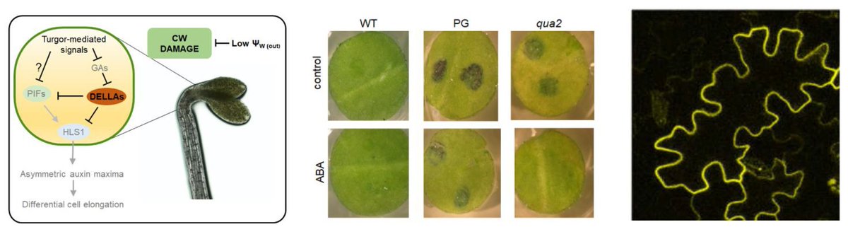 NOW HIRING! 

We are looking for a creative, motivated, and enthusiastic PhD student to investigate how plants fine-tune their growth and development in response to stress.

More details at the following link: 
euraxess.ec.europa.eu/jobs/310705