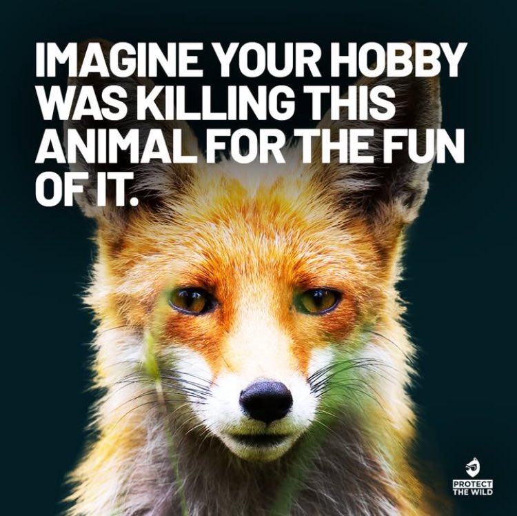 Protect_Wldlife's tweet image. “It takes a special kind of bravery to take on a Fox, with nothing but 25 of your mates on horseback and 35 dogs!” ~ @RickyGervais.

#KeepTheBan and ENFORCE it (🚔!).

Image Credit: @ProtectTheWild_