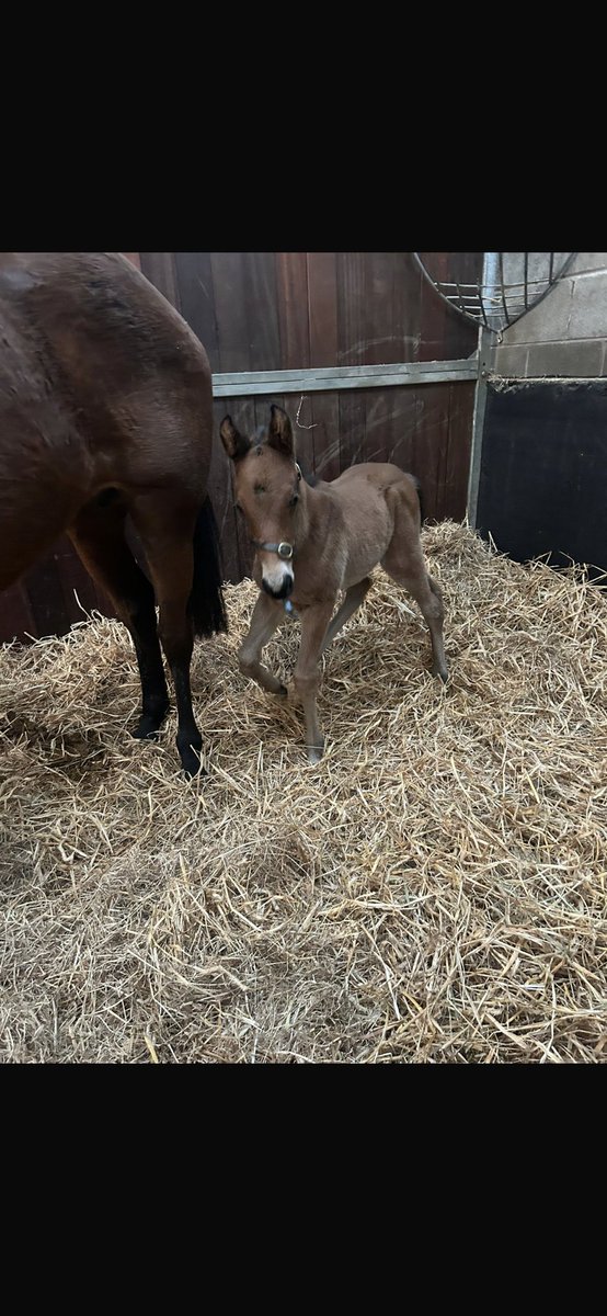 Anna_barlow7's tweet photo. Lovely first foal by @HoStud  cotai glory. 🐎 https://t.co/ChJCJZQd6D