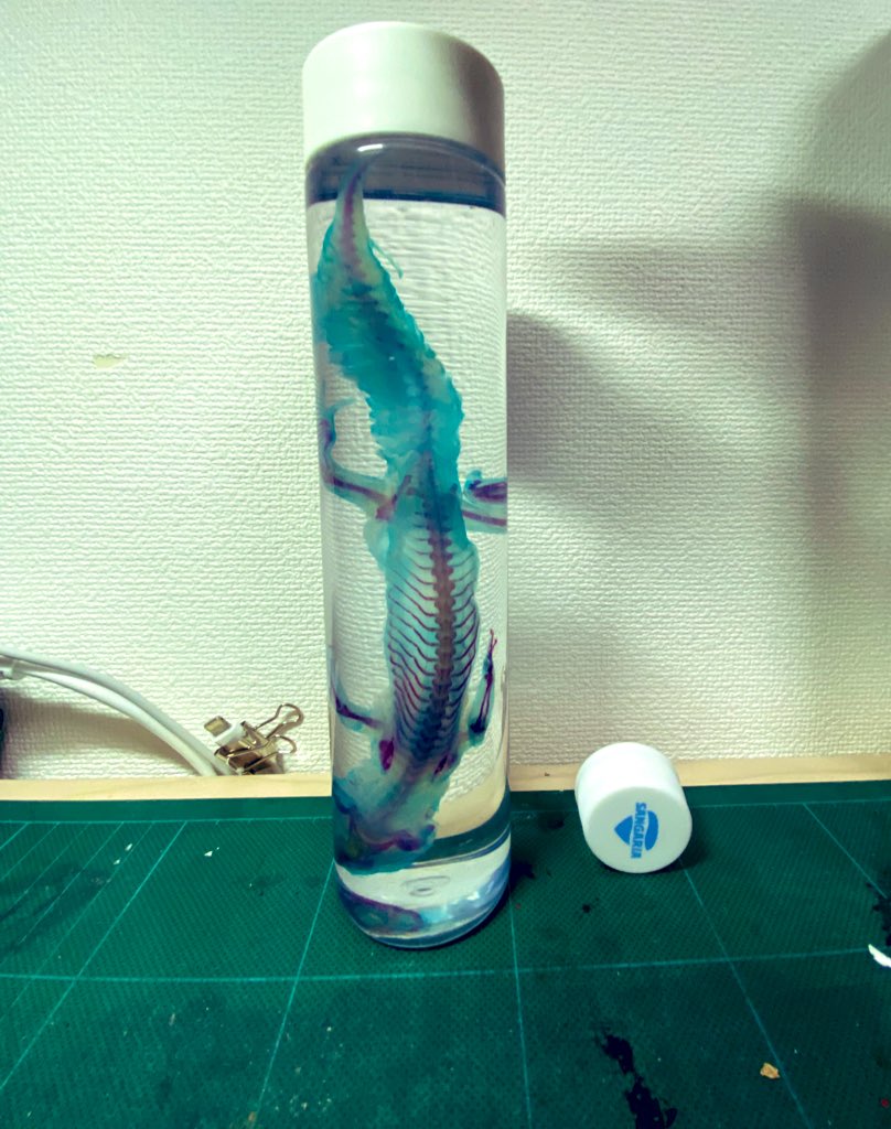shounos1's tweet photo. でっか。
※比較の標本はカナヘビ

和名:ヒョウモントカゲモドキ
学名: Eublepharis macularius https://t.co/VyOk2WdXXi