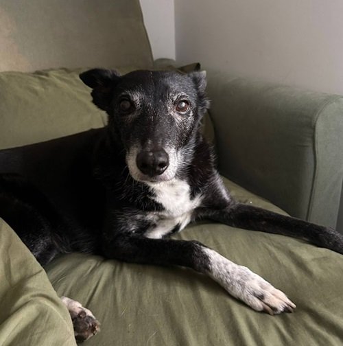 Christie is now available for rehoming 💜
oldies.org.uk/2025/calm-swee…
