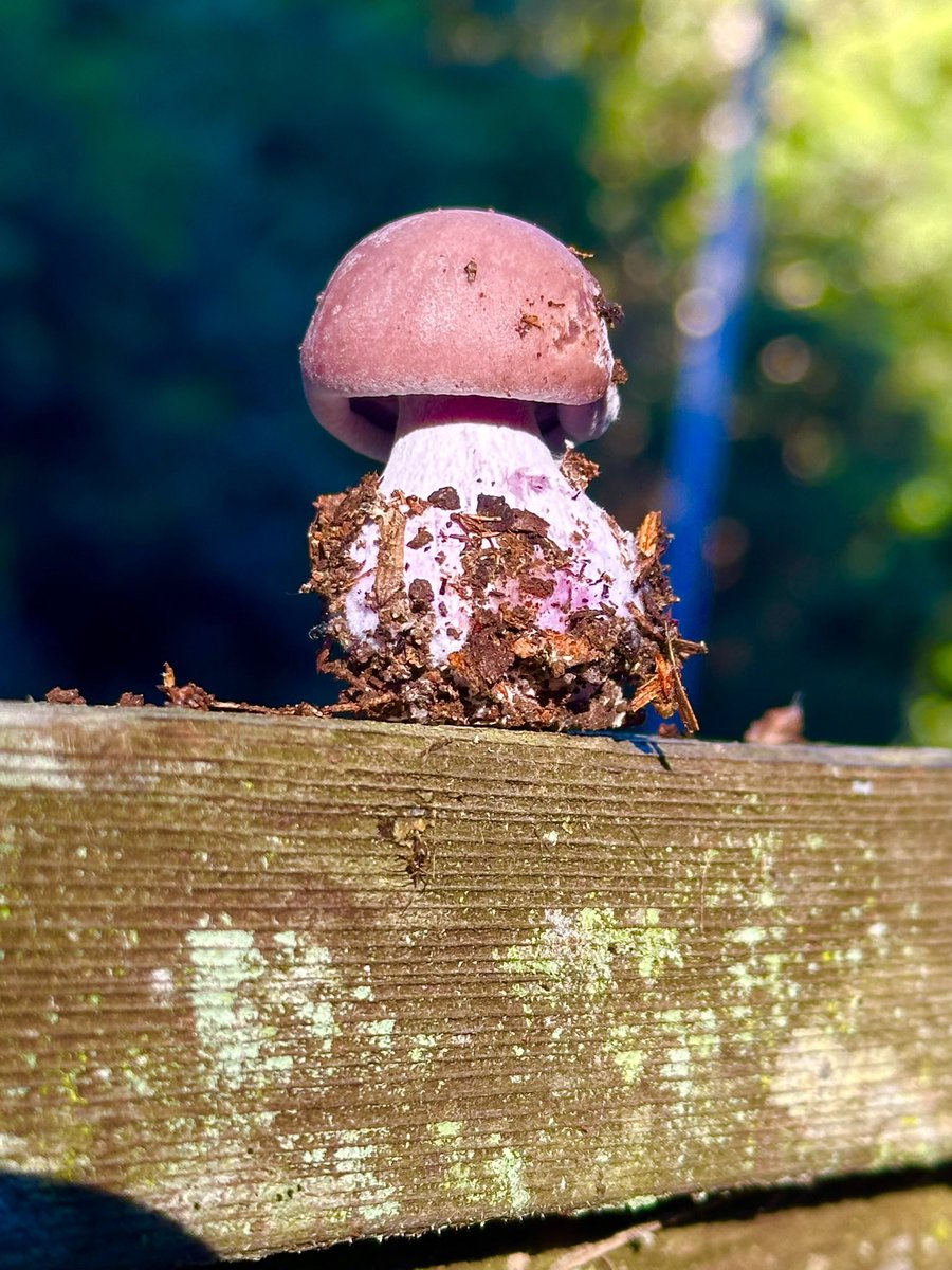 lolly_28's tweet image. The blewit, Collybia nuda. So regal looking. #Mushroom #blewit #purplemushroom #CaliforniaMushroom