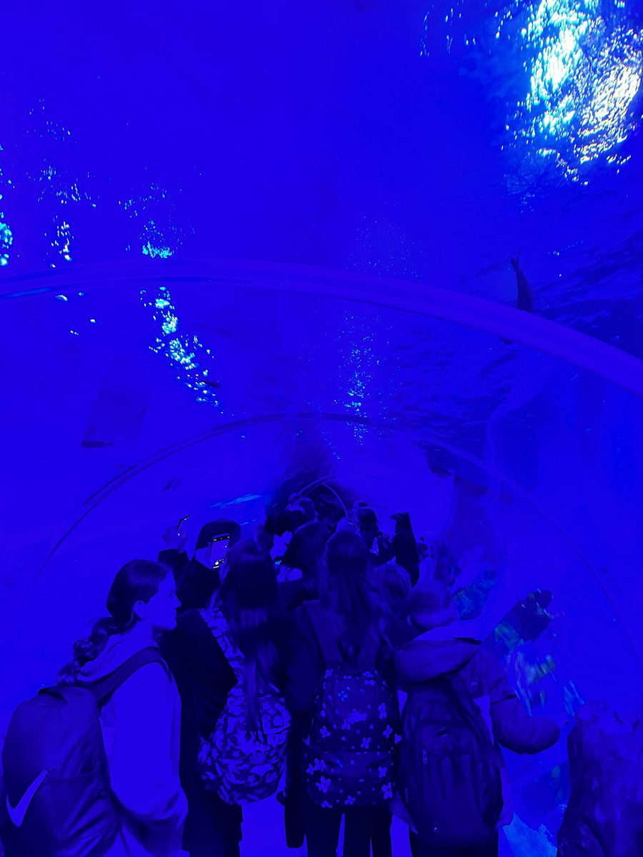 KingHenryGeog's tweet photo. Year 8 enjoyed their trip to the Sea Life Centre Birmingham today! https://t.co/GEfALWl7Qy