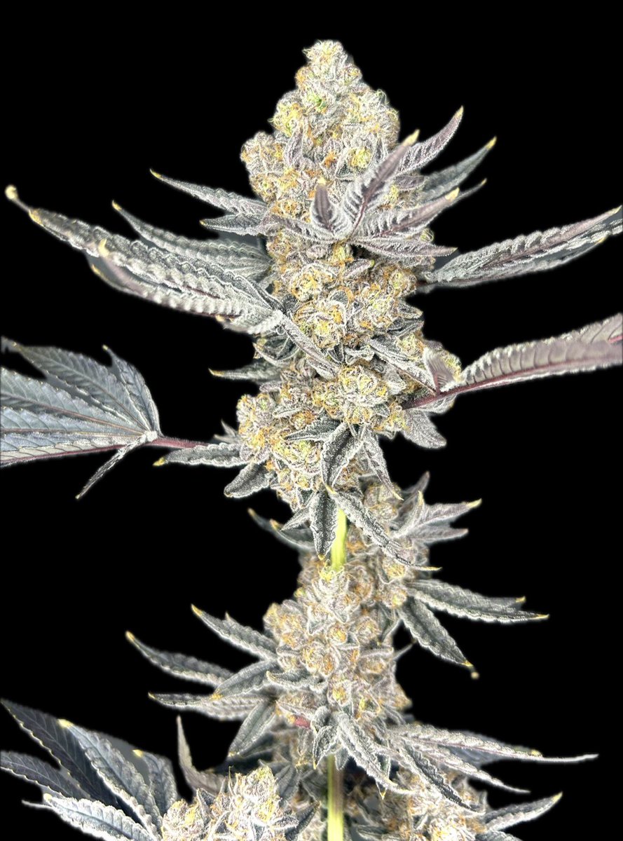 SixOneCharlie tweet media