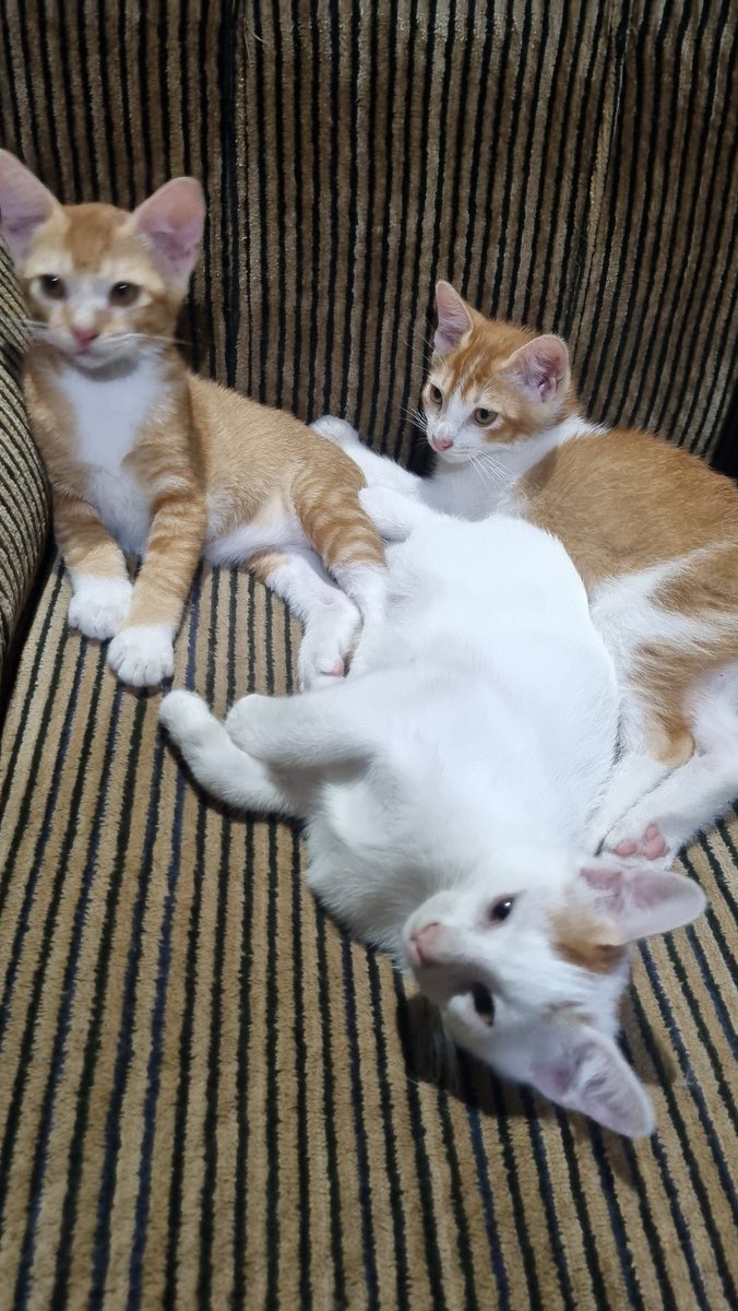 taviariss's tweet photo. Onty Uncle help RT ya. Kami masih mencari adopter adik-adik kucing di Solo Raya. Kami open adopsi gratis (free) karena sudah banyak kucing di rumah. Kitten umur 2 bulan 1 minggu ya.
Masih ada 3 yg belum di adopsi.
https://t.co/E7zkNzvWWE
#kucinggratis #openadopt #adoptkitten https://t.co/z64Z0aPfGq