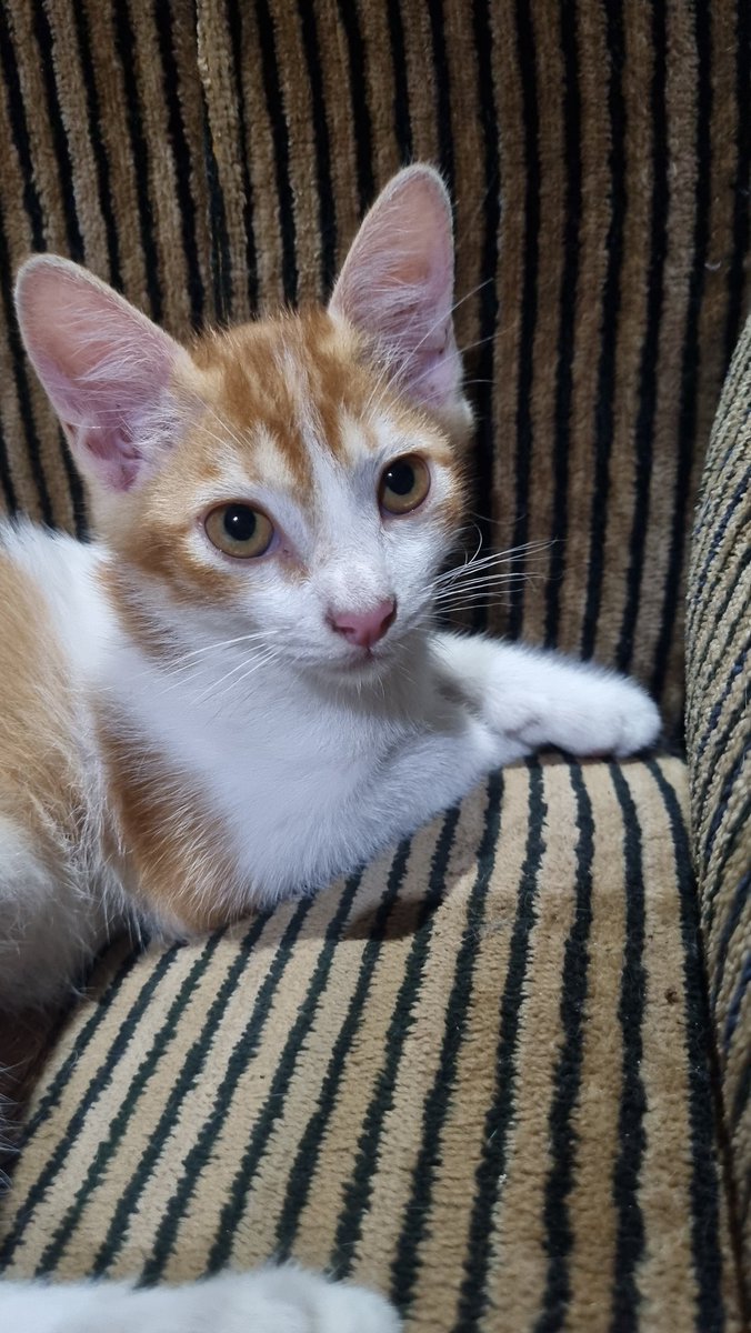 taviariss's tweet photo. Onty Uncle help RT ya. Kami masih mencari adopter adik-adik kucing di Solo Raya. Kami open adopsi gratis (free) karena sudah banyak kucing di rumah. Kitten umur 2 bulan 1 minggu ya.
Masih ada 3 yg belum di adopsi.
https://t.co/E7zkNzvWWE
#kucinggratis #openadopt #adoptkitten https://t.co/z64Z0aPfGq