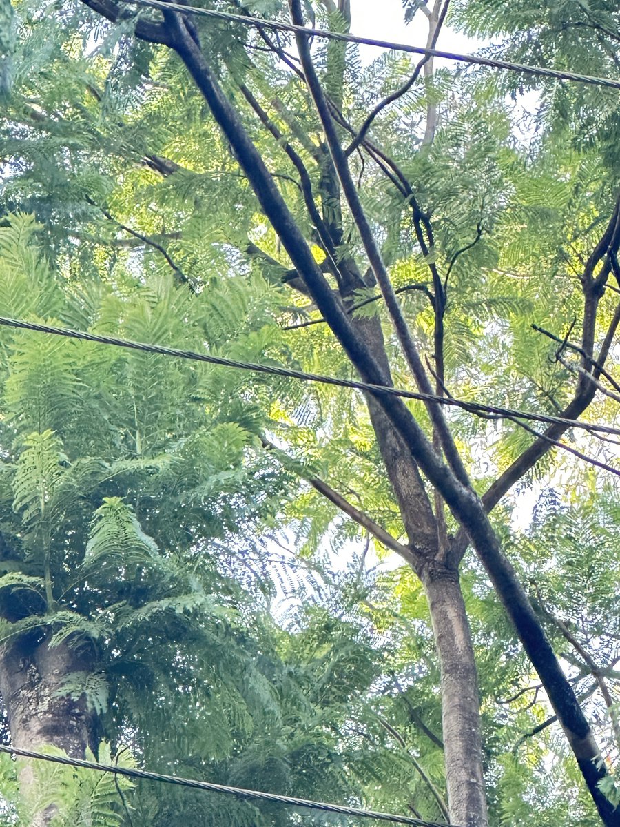 EricOuma's tweet photo. @KenyaPower_Care  leaning branches causing shorts and blackout on State House Cresent, next to Gem Suites—see burned out branch in closeup photo. Kindly action. Thanks https://t.co/Pc91YvpJXD