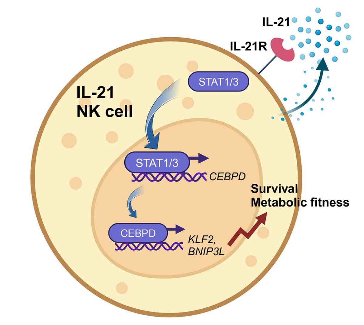 Waggoner Lab (@labwaggoner) on Twitter photo Head-to-head: IL-21 triumphs over IL-15 in NK cell therapy for glioblastoma
cstr.cn/32197.14.abbs.…
Comment on
doi.org/10.1016/j.ccel…
<a href="/Cancer_Cell/">Cancer Cell</a> <a href="/lab_rezvani/">Katy Rezvani, M.D., Ph.D</a> Head-to-head: IL-21 triumphs over IL-15 in NK cell therapy for glioblastoma
cstr.cn/32197.14.abbs.…
Comment on
doi.org/10.1016/j.ccel…
<a href="/Cancer_Cell/">Cancer Cell</a> <a href="/lab_rezvani/">Katy Rezvani, M.D., Ph.D</a>