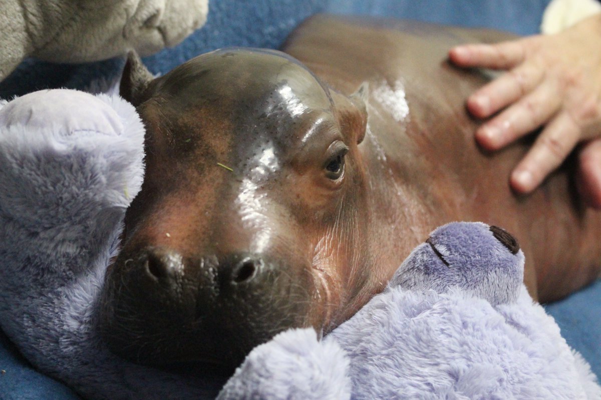CincinnatiZoo's tweet photo. Happy Birthday Fiona! She's grown so much! 👏 Fiona was born six weeks premature and weighed just 29 pounds at birth while little brother Fritz weighed closer to 75 pounds at birth! She is the smallest hippo to ever survive. https://t.co/BVfSYT4nXk https://t.co/7BXXaSVBAe