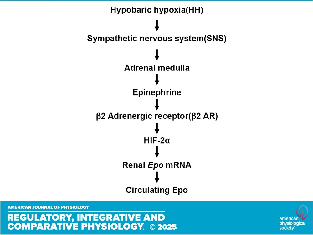 AJPRegu's tweet photo. New in @AJPRegu "Adrenal epinephrine facilitates erythropoietin gene activation by hypoxia through β2 adrenergic receptor interaction with Hif-2α" by Xiaoyu Su et al.
https://t.co/gpNElm5Edp
#Catecholamines #SympatheticNervousSystem #ProteinKinaseA https://t.co/ax2S6qj3tl