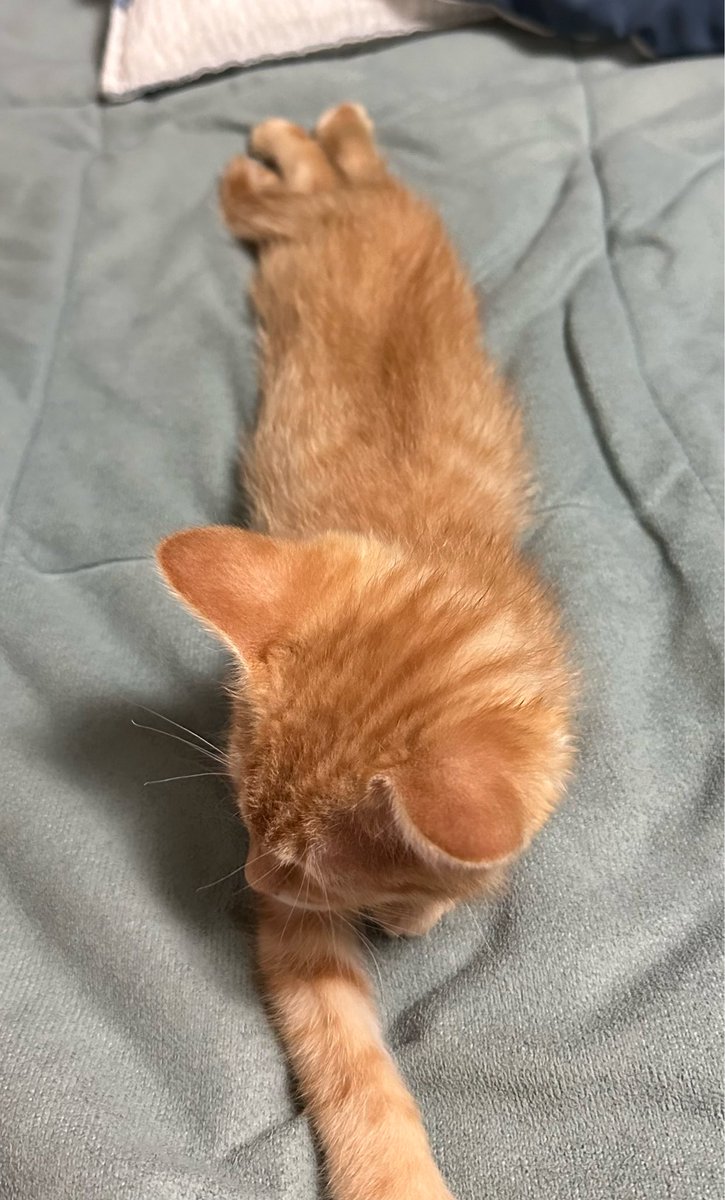 hwiyanggi's tweet photo. THEY ADOPTED A CAT???? https://t.co/ogld4ygdJL