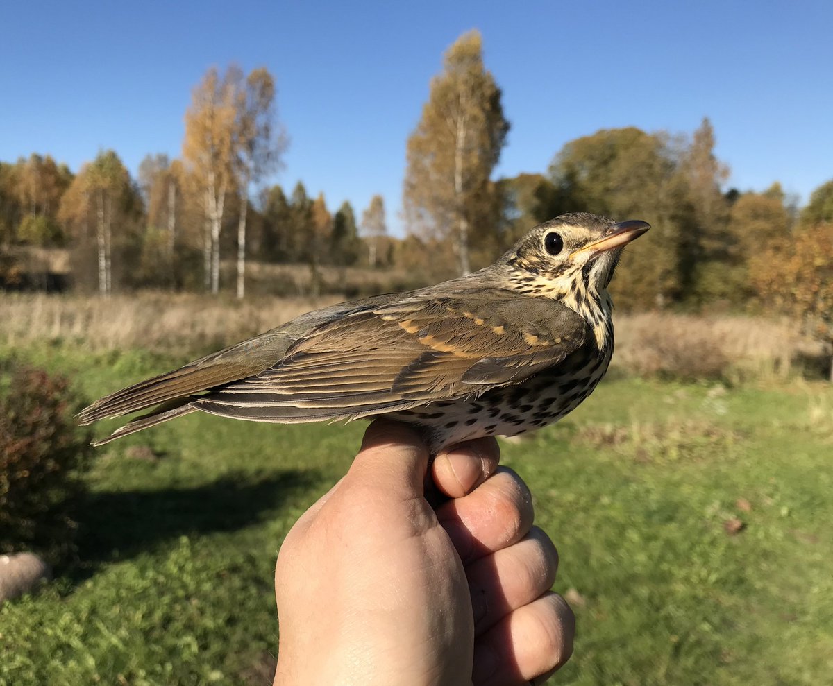 KasparsFunts's tweet photo. Pērn 18. maijā sētā Neretā apgredzenoju dziedātājstrazdu. Viņš aizlidoja (taisnā līnijā ap 2030 km) pārziemot uz D-Franciju, kur šogad 11. janvārī putns atrasts nošauts. https://t.co/bgETQGQEWu