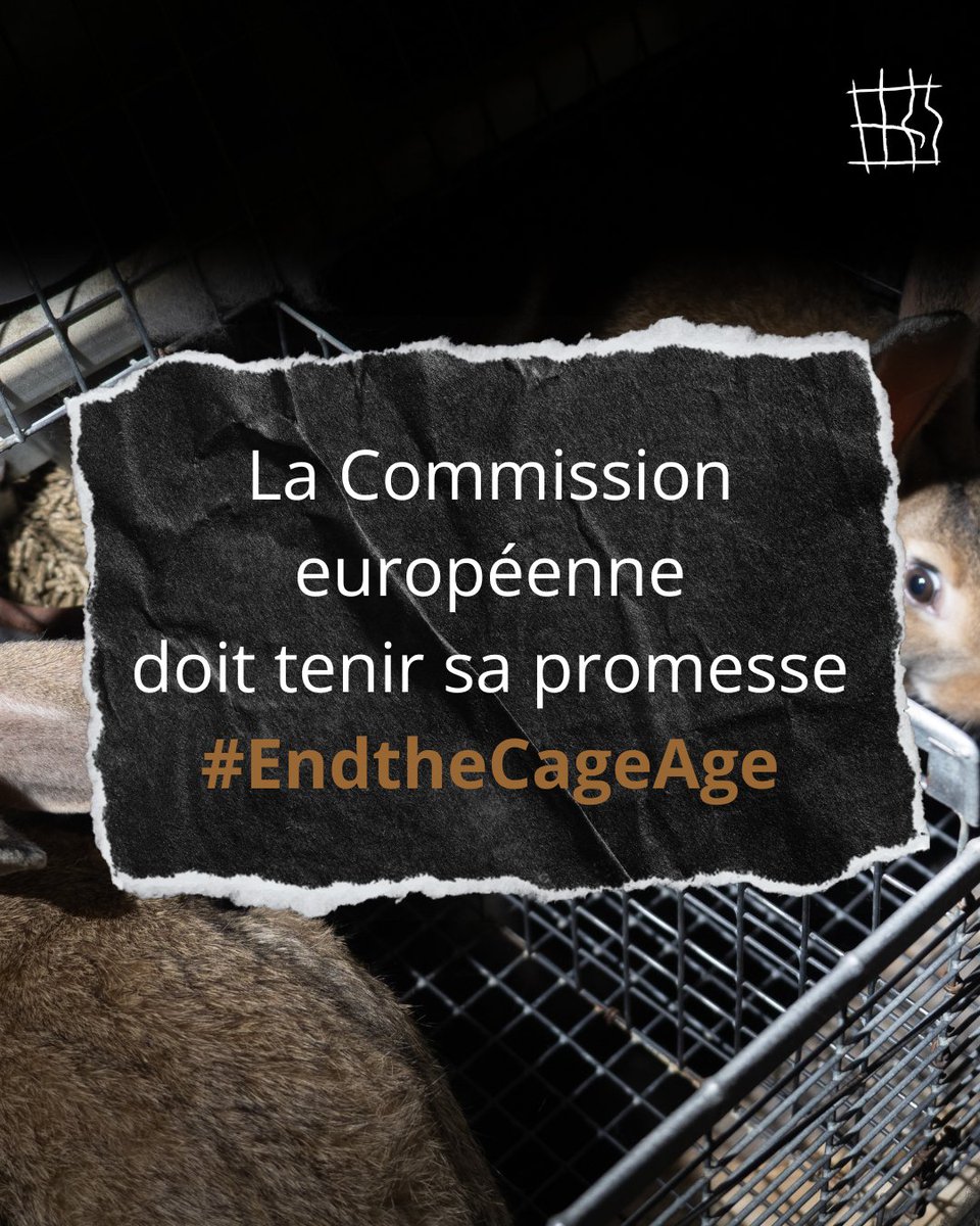 OABA_Off's tweet photo. Continuons à pousser la Commission européenne à respecter sa promesse pour une Nouvelle ère sans cage !
#protectionanimale #stopcages #endthecageage
3/3 https://t.co/1N1fIn6sf2